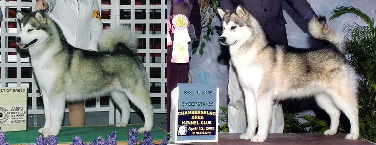 Powerpaw Kasaan Sweet "NT" Fortune