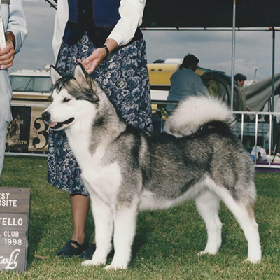 CH Wolfmtn's Shining Star Of Jade
