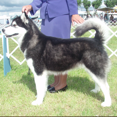 Powerpaw's Phantom Sitka